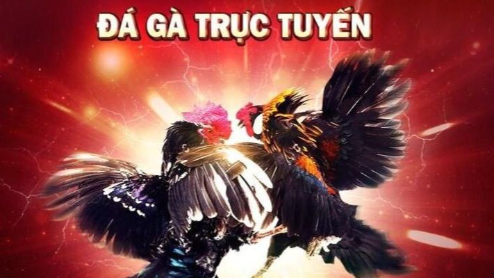 tổng quan về link đá gà